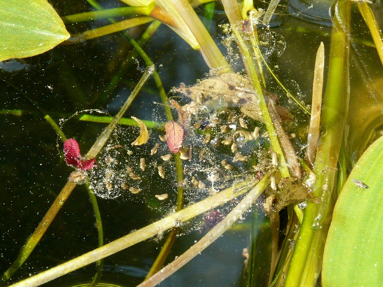 Il Laghetto del Centro di Entomologia - Piombino (LI)